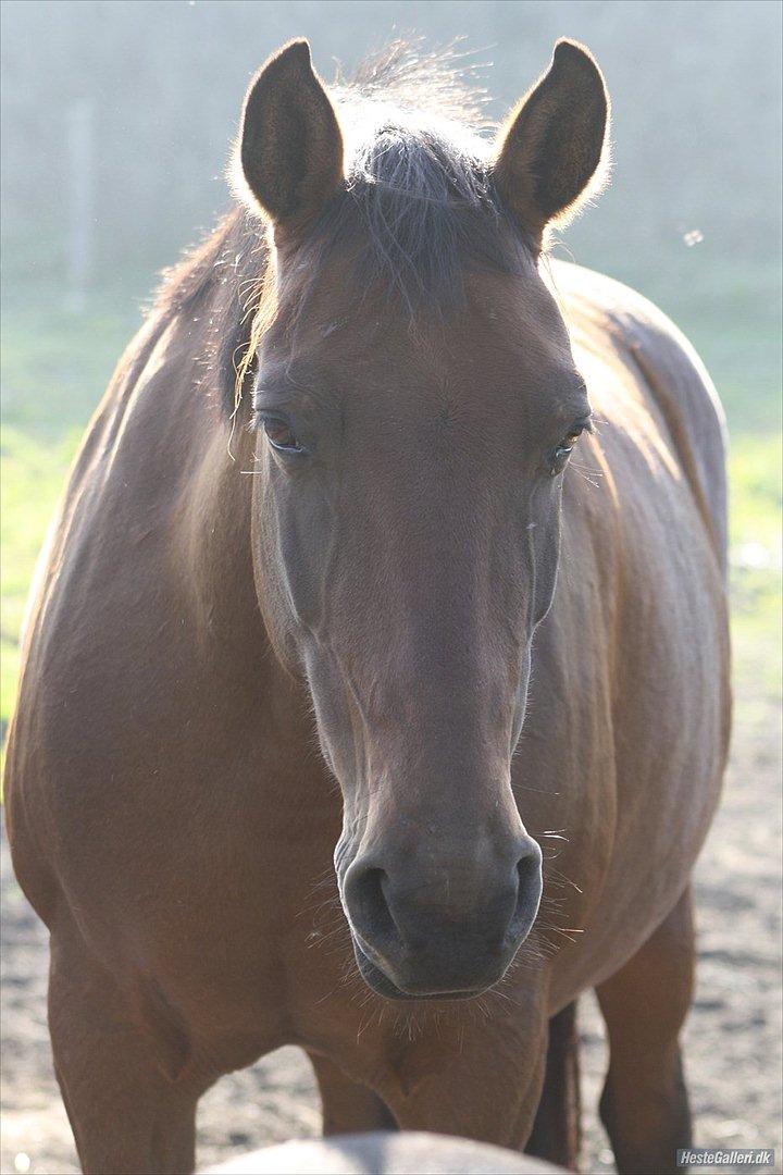 Anden særlig race Amanda billede 3