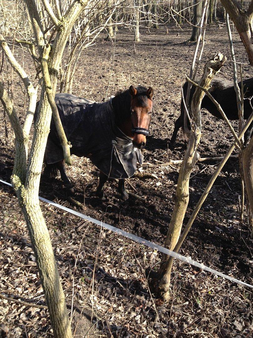 Anden særlig race Amanda billede 4
