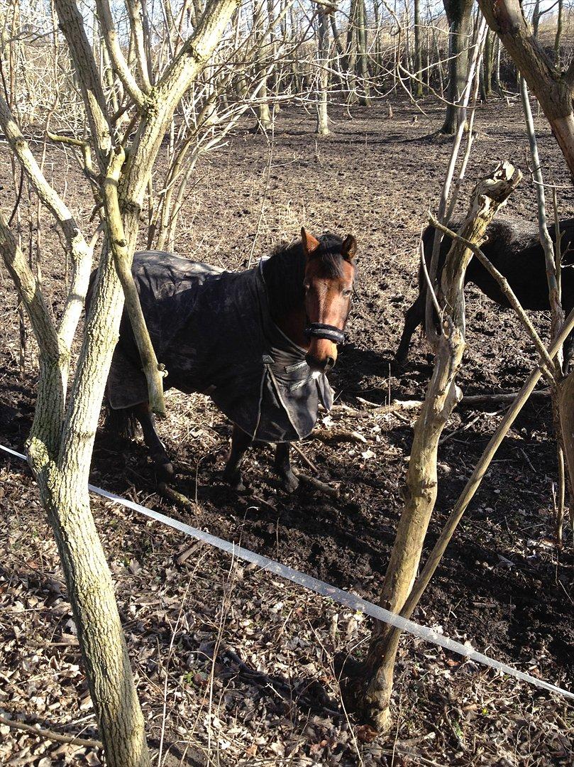 Anden særlig race Amanda billede 5