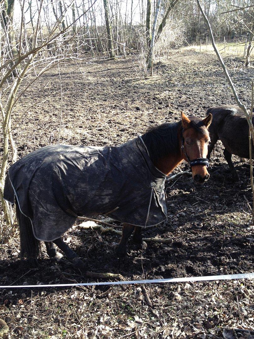 Anden særlig race Amanda billede 6