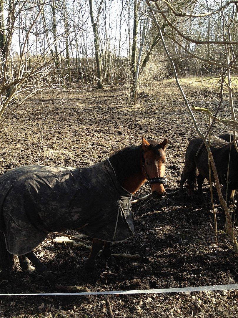 Anden særlig race Amanda billede 7
