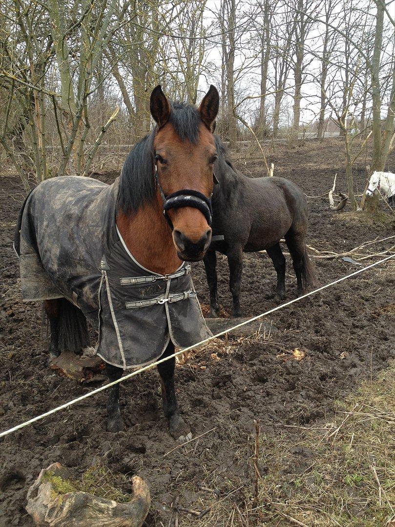 Anden særlig race Amanda billede 8