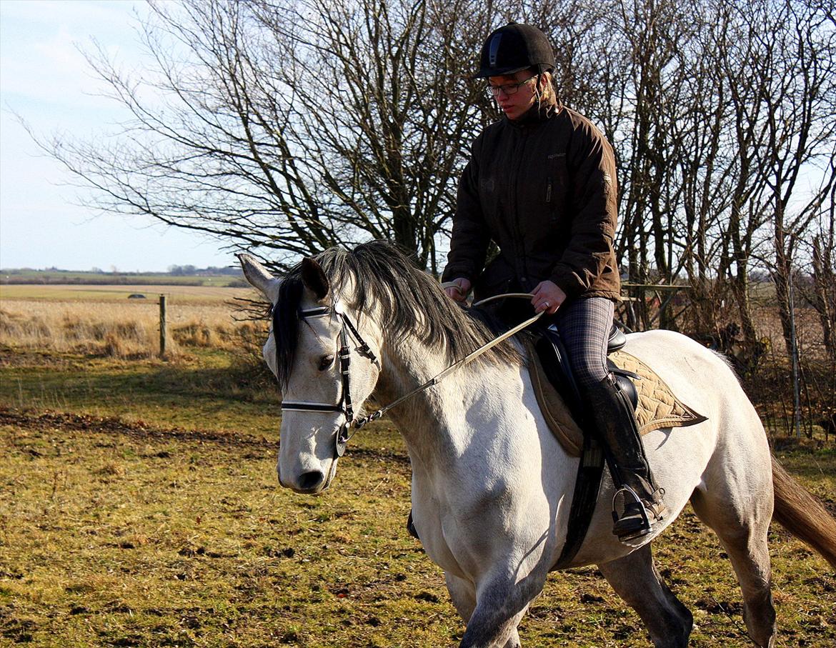 Trakehner Kaukasus - Opvarmning til dressur 2012 billede 15