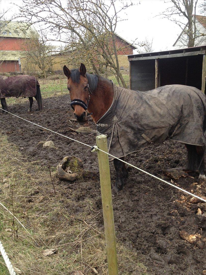 Anden særlig race Amanda billede 9