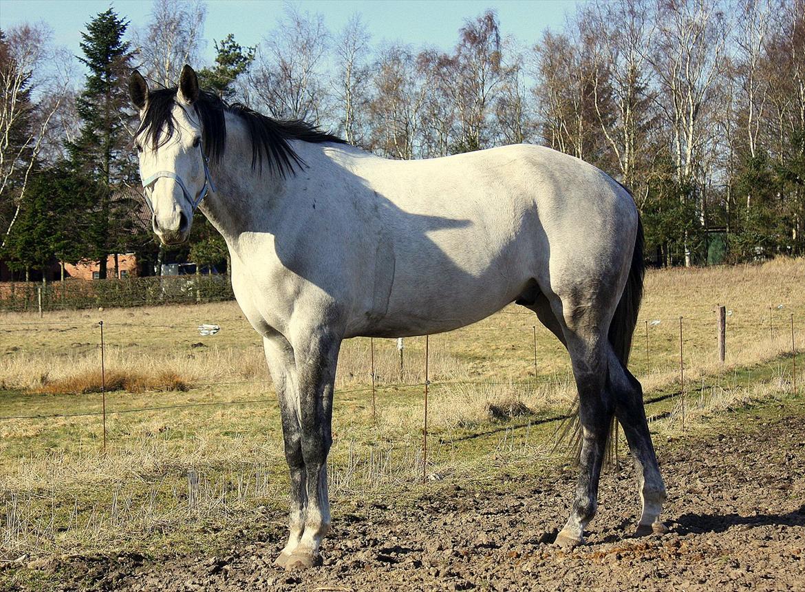 Trakehner Kaukasus - I fuld figur :) 2012 billede 20