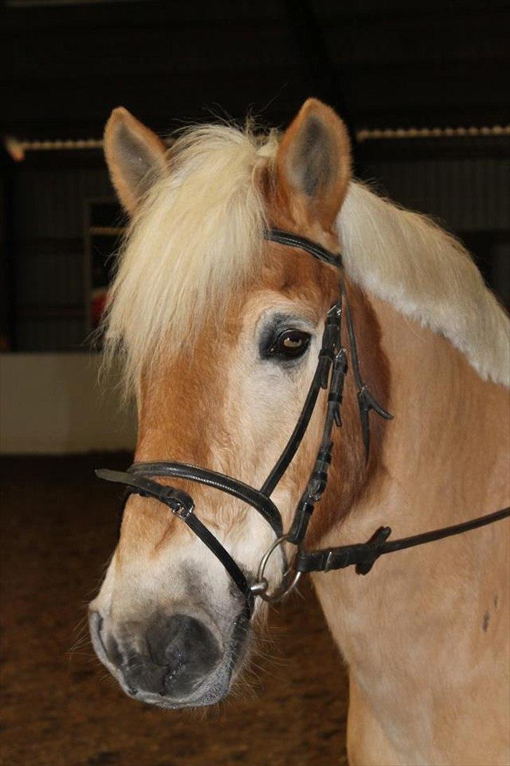 Haflinger Athos. - Foto: Zizi Hertz.  billede 13