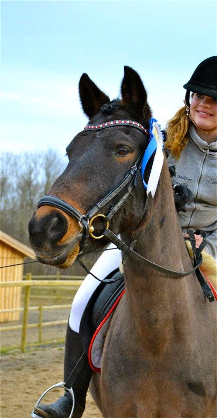 Welsh Cob (sec D) Albrechtshoeve Niels Cornelis - d. 5. Marts 2012 billede 5