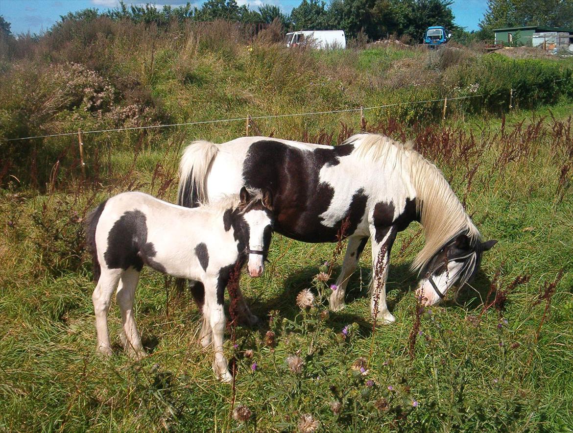 Tinker Nessa - Hej, mit navn er Nessa. Her ser du mig ved siden af min mor Gucci, da vi næsten lige var flyttet ind. Det er nu næsten to år siden, og jeg er vokset en del. se selv: billede 1