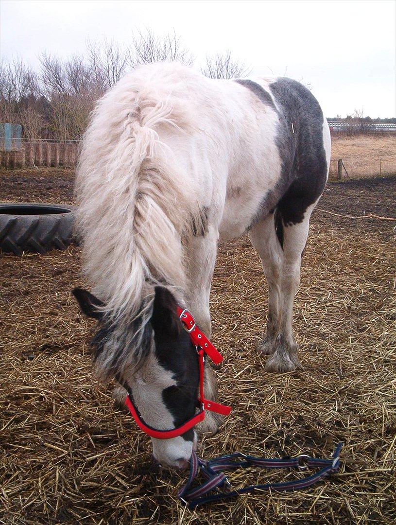 Tinker Nessa - Uhm...grimer! billede 3