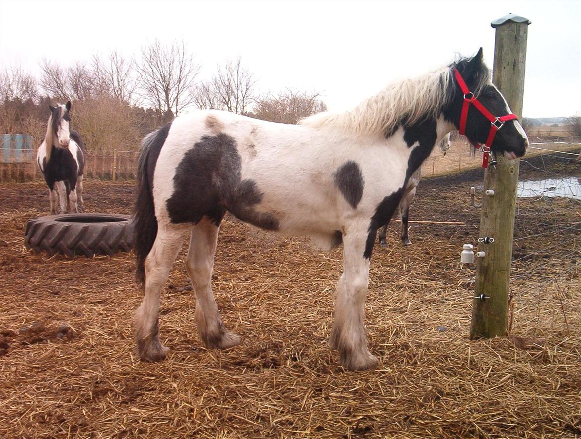 Tinker Nessa - Marts 2011:
Er jeg ikke bare smuk med min nye grime på? billede 2