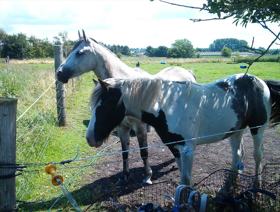 Tinker Nessa - Juli 2011, på folden sammen med papfar Shimano. billede 4