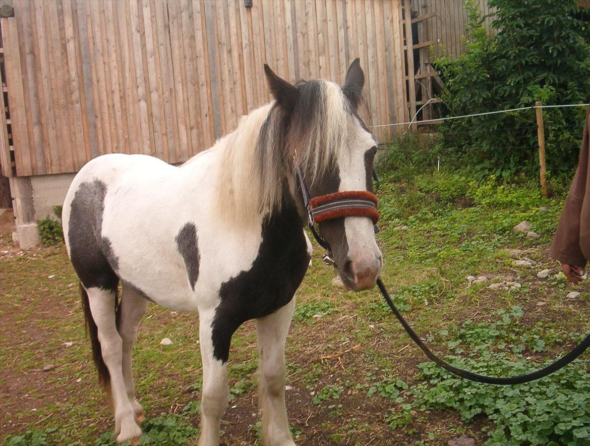 Tinker Nessa billede 5