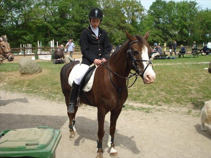 New Forest Midnight Fleur *Aflivet* billede 14