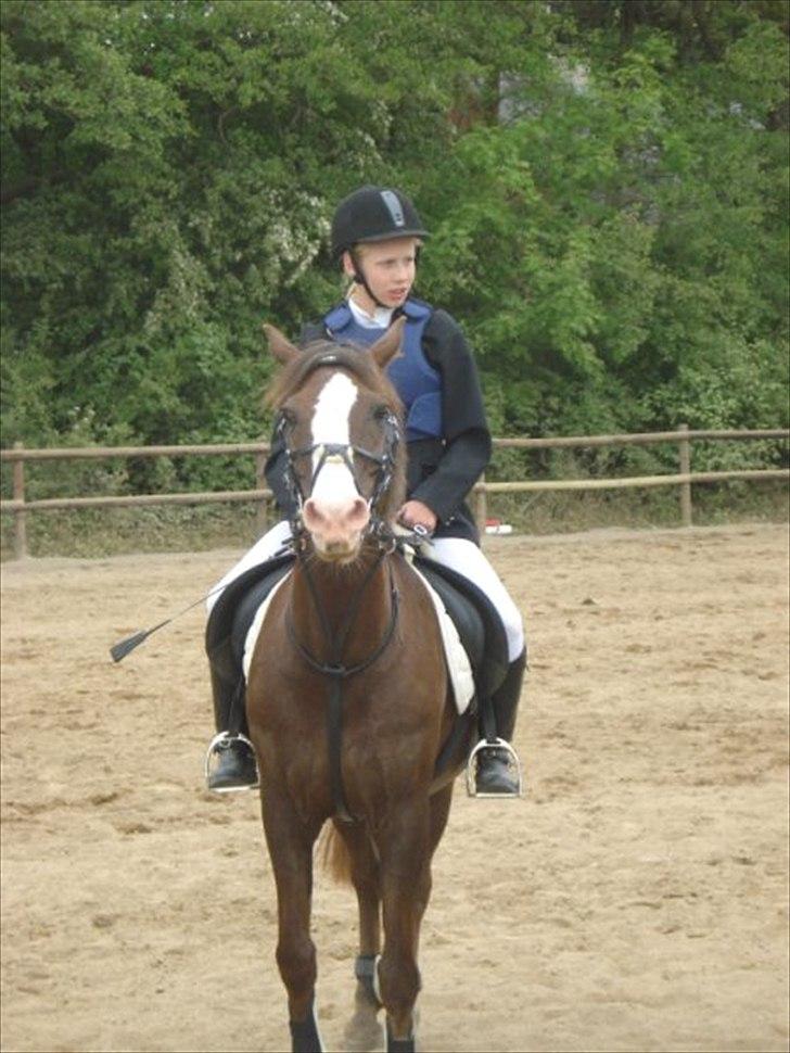 New Forest Midnight Fleur *Aflivet* billede 15