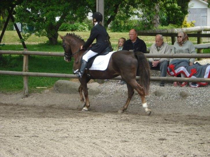 New Forest Midnight Fleur *Aflivet* billede 16