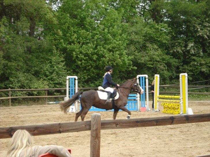 New Forest Midnight Fleur *Aflivet* billede 18