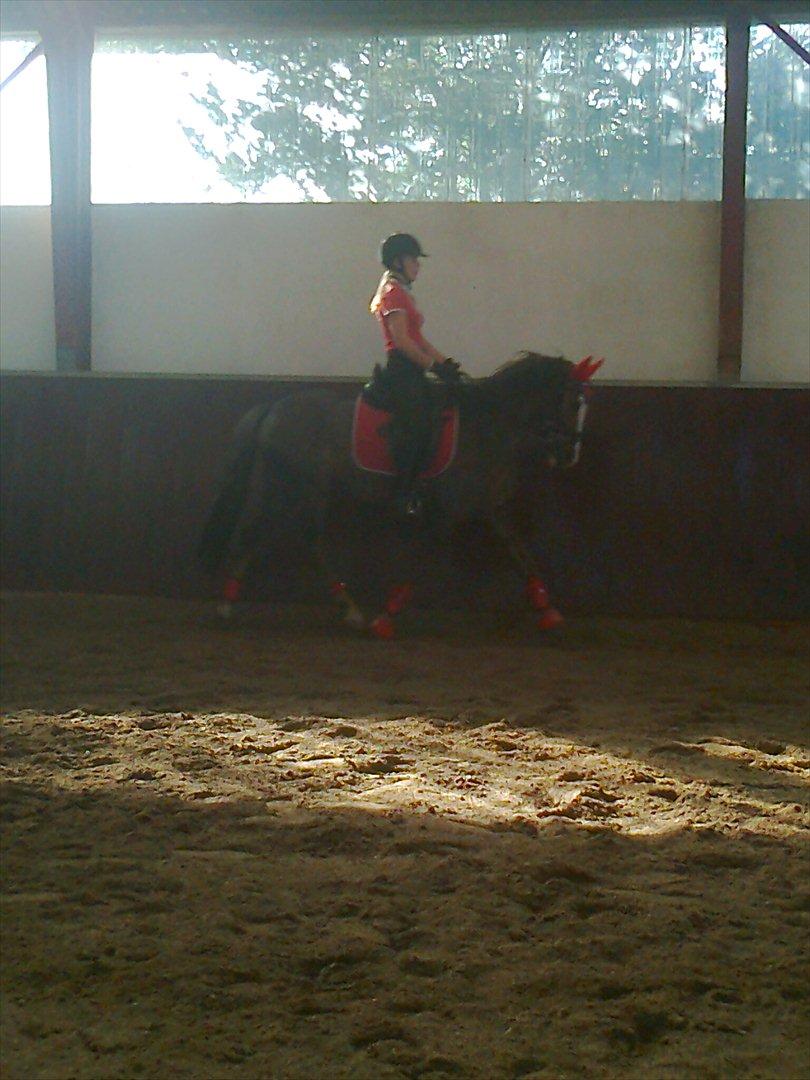 Hollandsk Sportspony Happy, dressur pony:D billede 10