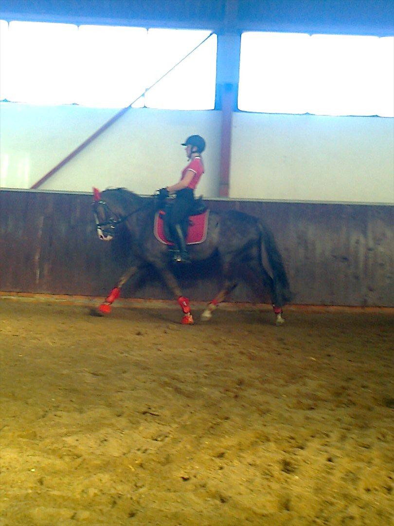 Hollandsk Sportspony Happy, dressur pony:D billede 11