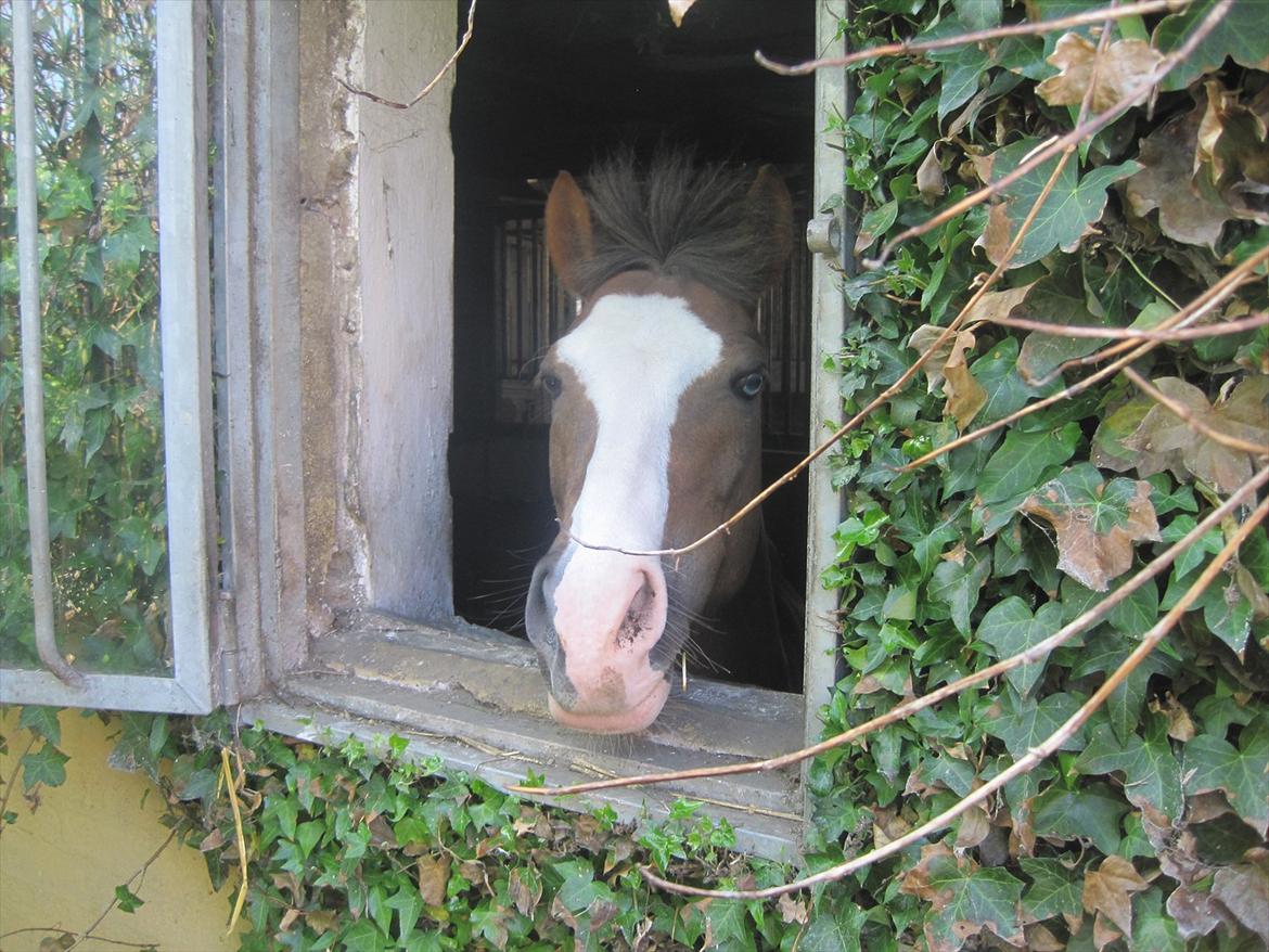 Hollandsk Sportspony Happy, dressur pony:D billede 12