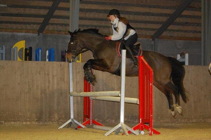 Anden særlig race A'strix - //Foto: Annika Larsen// Træning marts 2012 ! billede 14