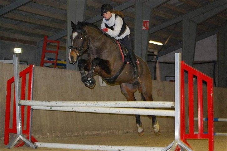 Anden særlig race A'strix - //Foto: Annika Larsen// Træning marts 2012 ! billede 1