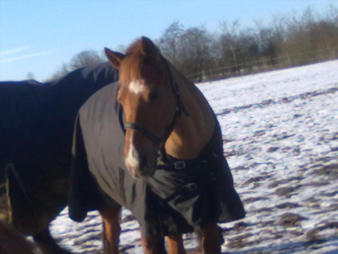 Hollandsk Sportspony Jannus - Bassen januar 2012  billede 11
