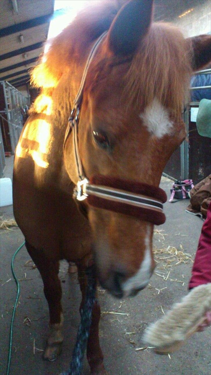 Hollandsk Sportspony Jannus - Hyggedag :) Skøre Jannus er optaget af en strigle xD billede 13