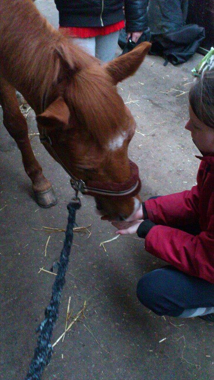 Hollandsk Sportspony Jannus - Hyggedag med Bassen
 billede 2