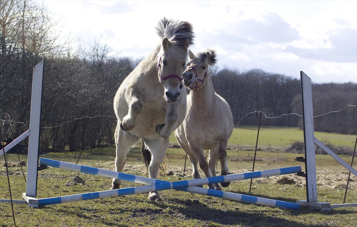 Fjordhest Lulu billede 10