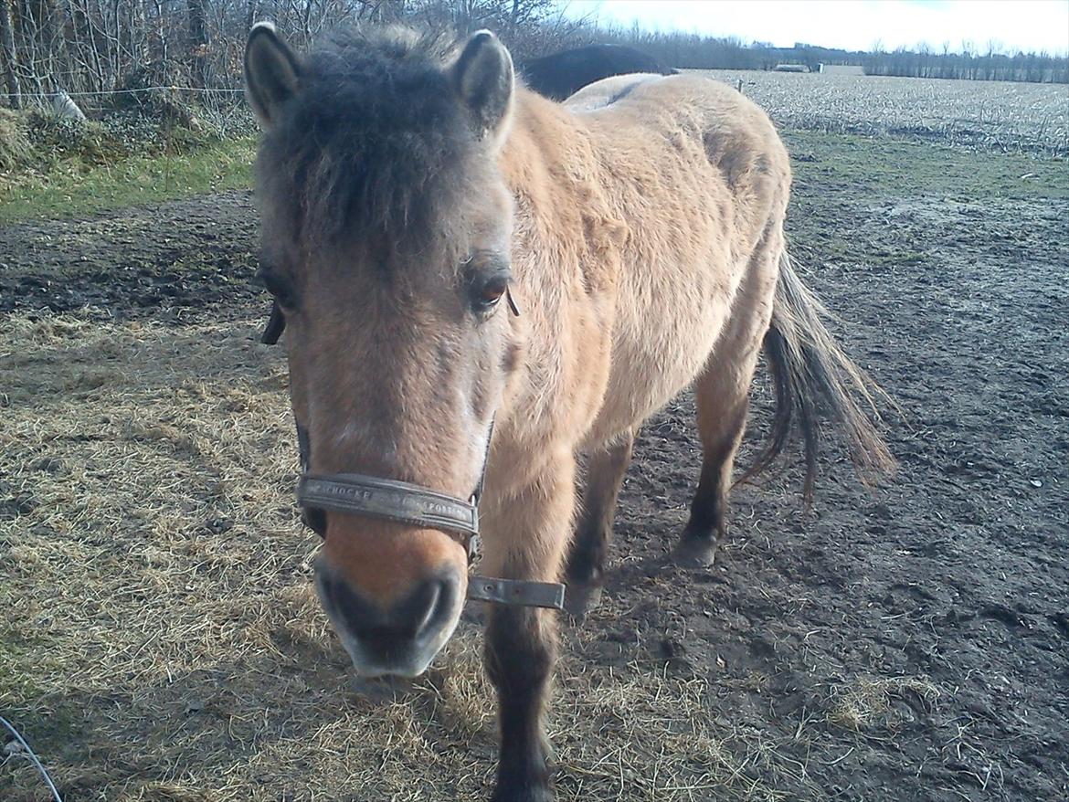 Anden særlig race Blinka<3 - søde Blinka!<3 billede 3