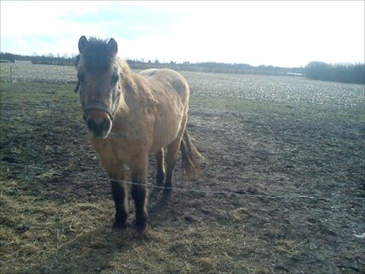 Anden særlig race Blinka<3 - søde Blinka!<3 billede 7