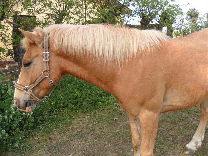 Haflinger Timon billede 8