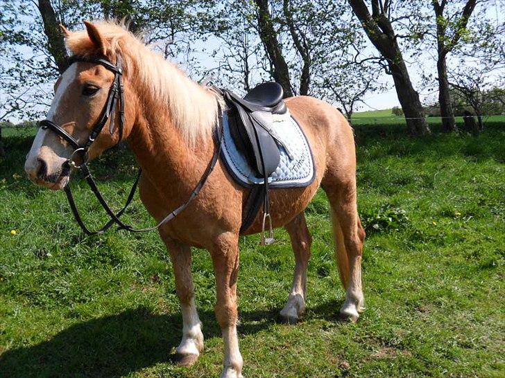 Haflinger Timon billede 11