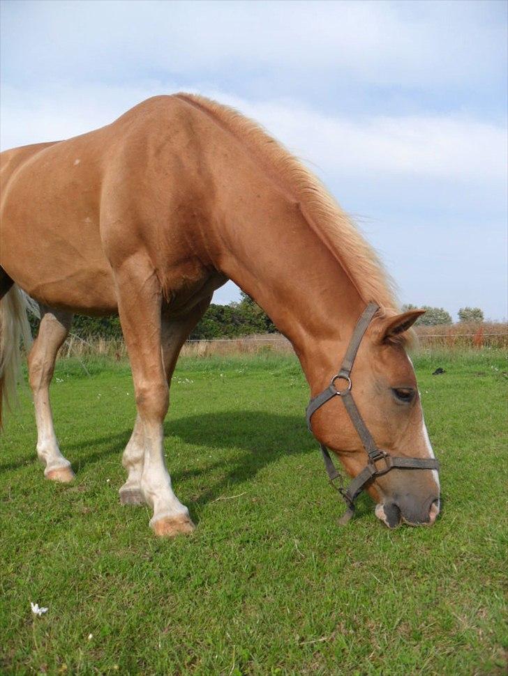 Haflinger Timon billede 12