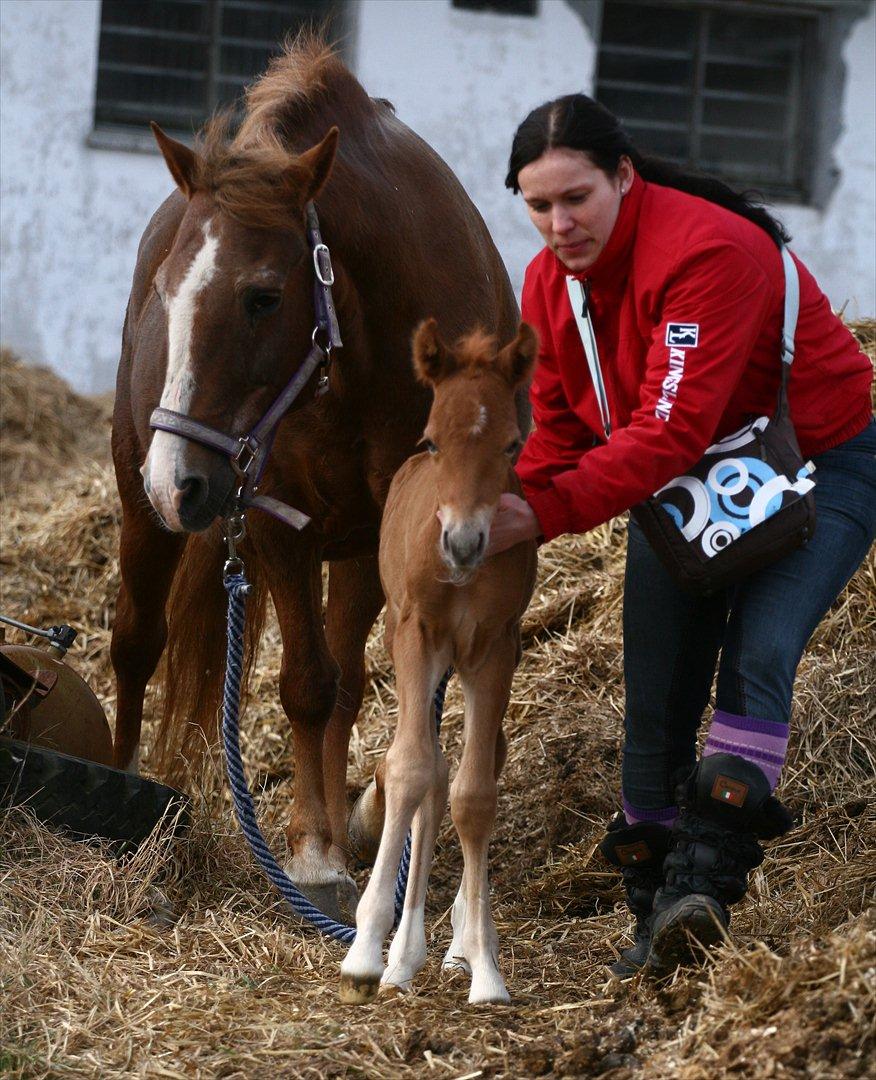 New Forest AH´s Golden Nemo - Fotografen er: Camilla Rosenlund / CR-FOTO billede 6