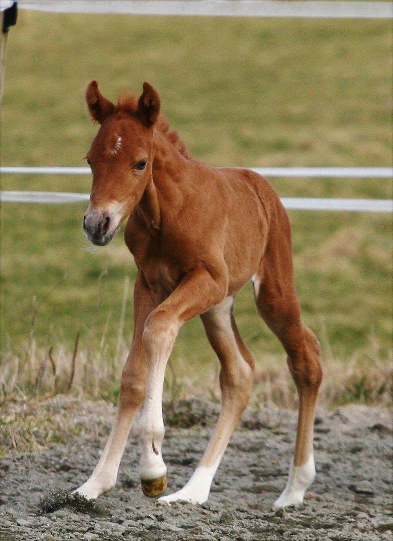 New Forest AH´s Golden Nemo - Fotografen er: Camilla Rosenlund / CR-FOTO billede 7