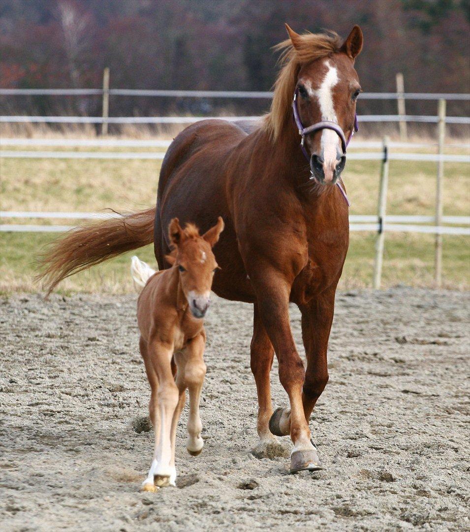New Forest AH´s Golden Nemo - Fotografen er: Camilla Rosenlund / CR-FOTO billede 5
