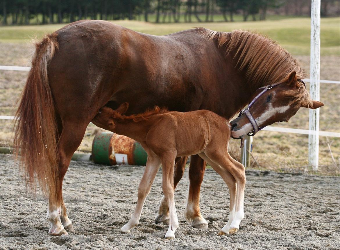 New Forest AH´s Golden Nemo - Fotografen er: Camilla Rosenlund / CR-FOTO billede 9