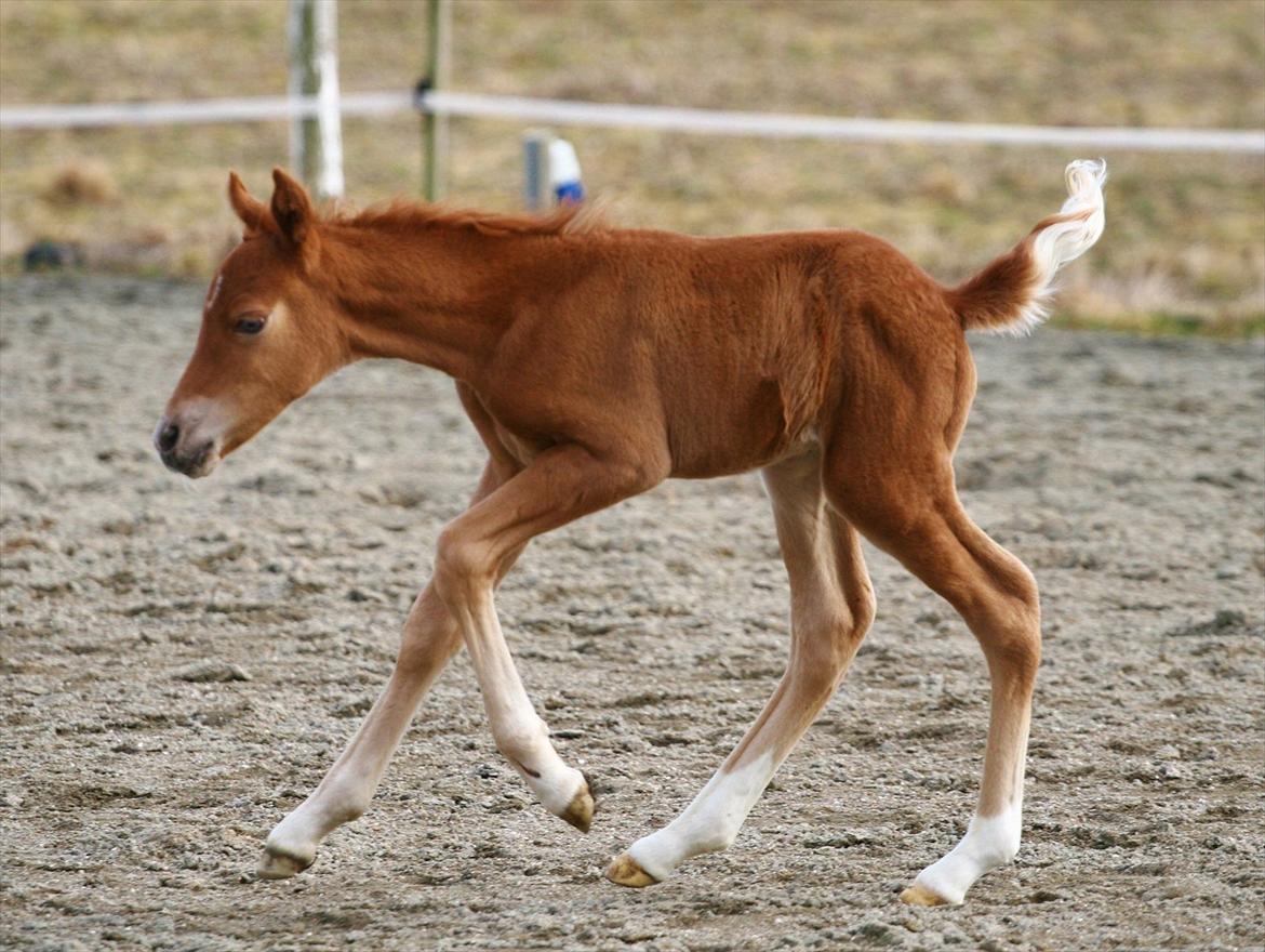 New Forest AH´s Golden Nemo - Fotografen er: Camilla Rosenlund / CR-FOTO billede 10