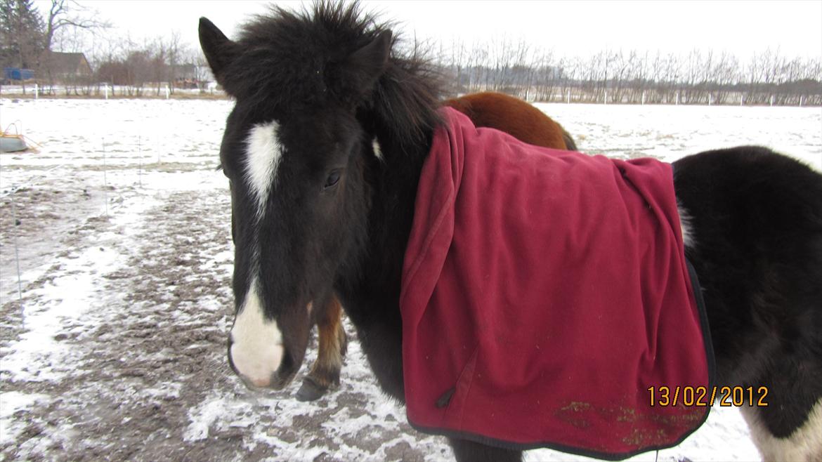 Islænder Hafnir, hesten uden pandelok :P billede 11