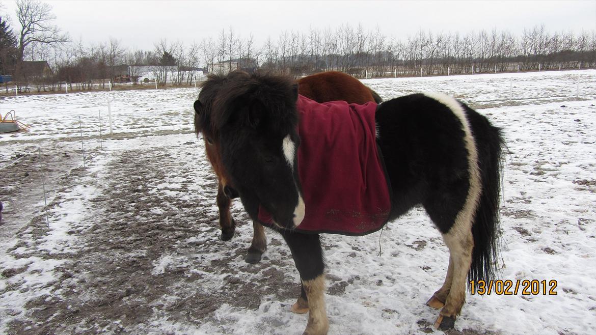 Islænder Hafnir, hesten uden pandelok :P billede 17