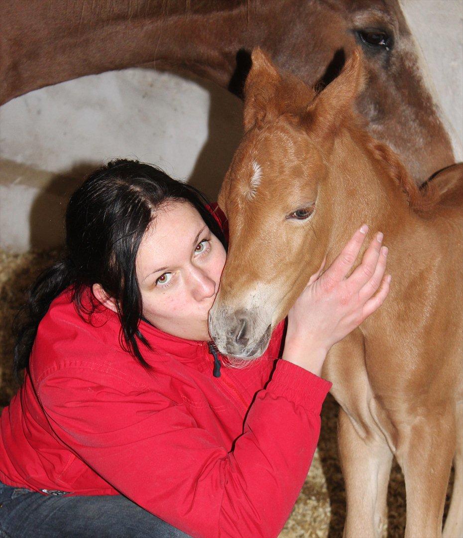 New Forest AH´s Golden Nemo - Fotografen er: Camilla Rosenlund / CR-FOTO billede 12