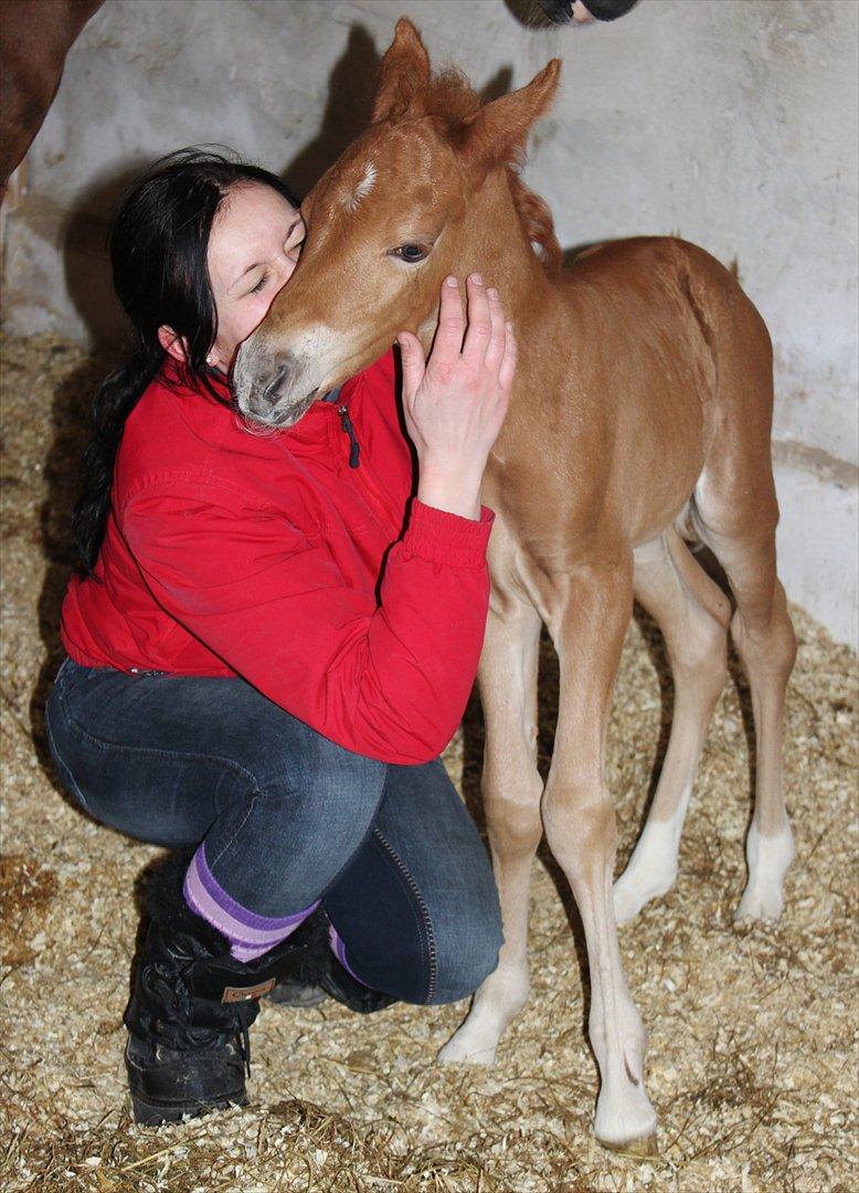 New Forest AH´s Golden Nemo - Fotografen er: Camilla Rosenlund / CR-FOTO billede 4