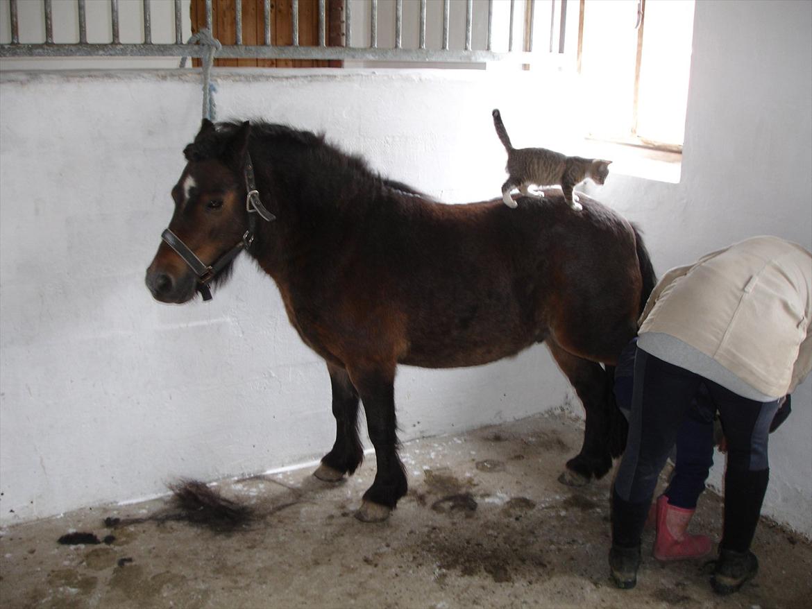 Knabstrupper Gizmo - lille pot - My soulmate <33 - gizmo er ved at blive klar til at jeg skal ride billede 20