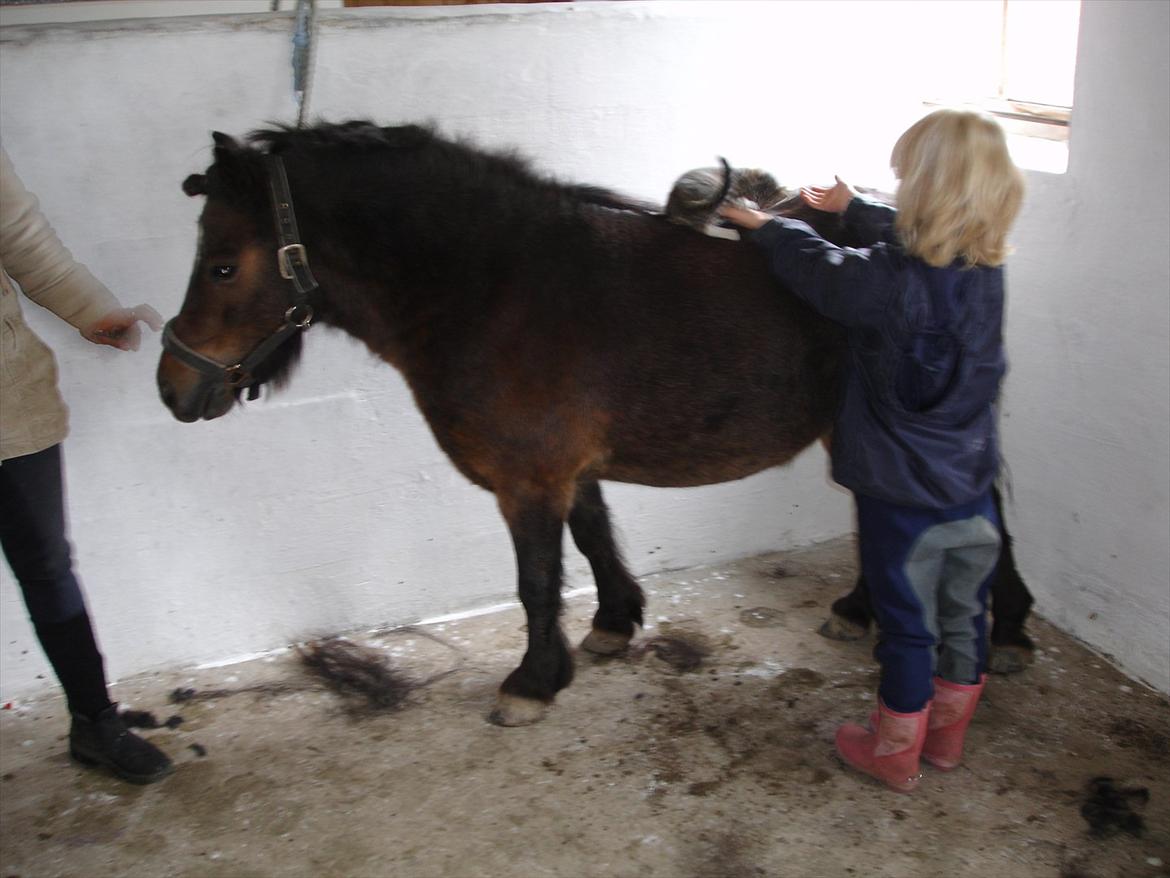 Knabstrupper Gizmo - lille pot - My soulmate <33 billede 11