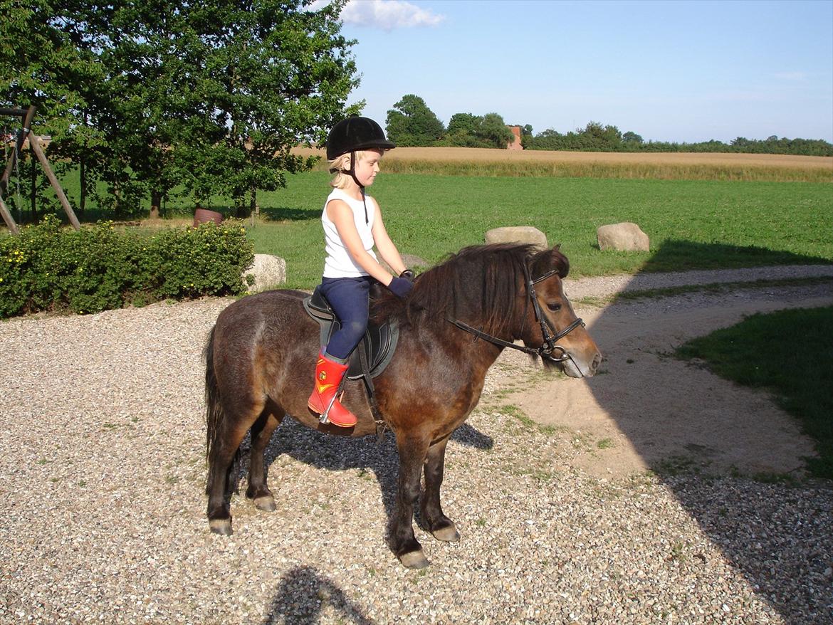 Knabstrupper Gizmo - lille pot - My soulmate <33 billede 12