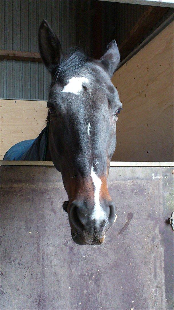 Dansk Varmblod Baronessen *Elevhest* (Har redet) billede 2