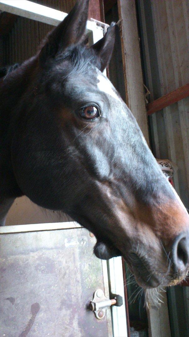 Dansk Varmblod Baronessen *Elevhest* (Har redet) - I boksen billede 4