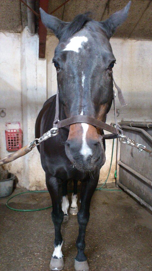 Dansk Varmblod Baronessen *Elevhest* (Har redet) billede 5