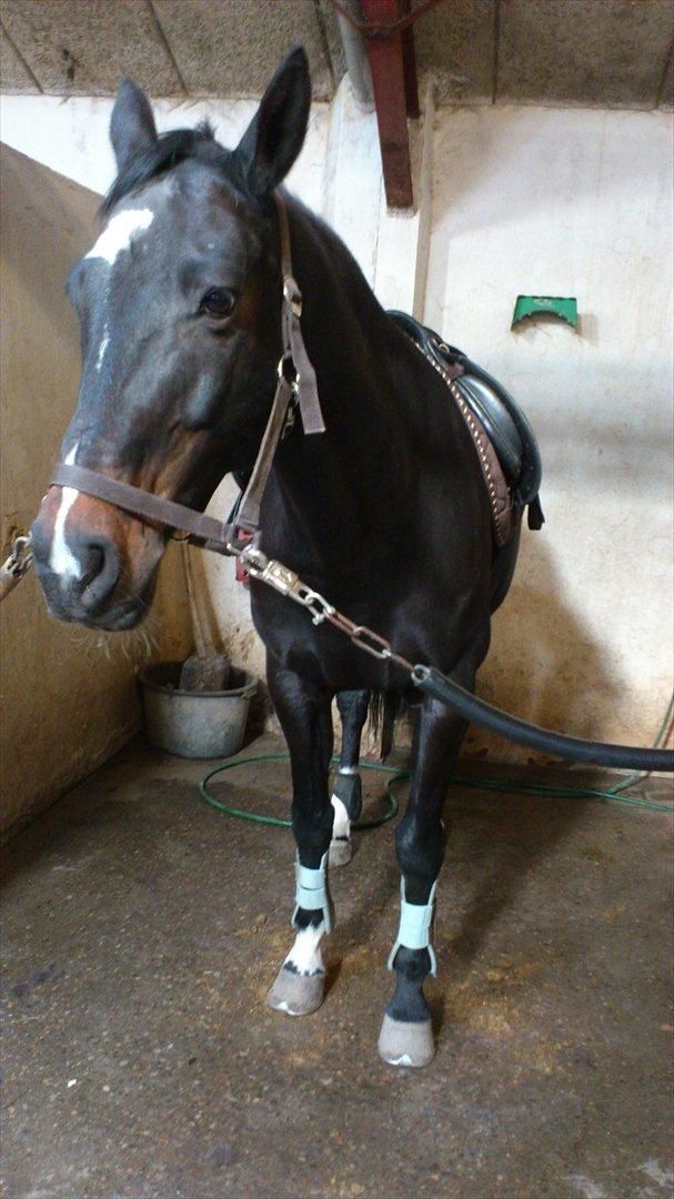 Dansk Varmblod Baronessen *Elevhest* (Har redet) - Klar til ridetur billede 6